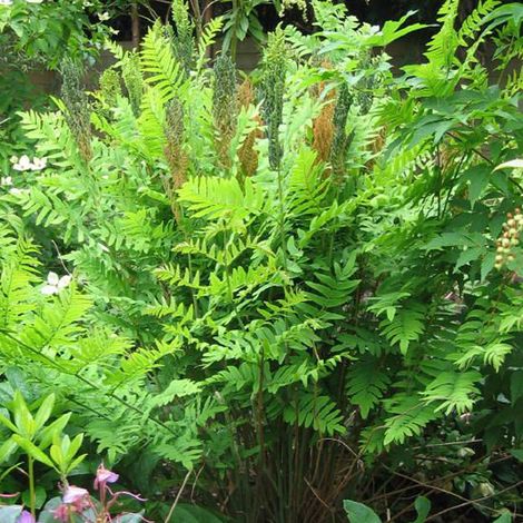 4 x Osmonde royale  - Osmunda regalis 'Purpurascens'  - godet