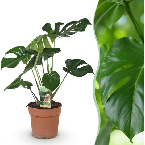 Monstera Deliciosa - Plante à Trous d'Intérieur Tropicale - Vert - Pot Ø 17 cm - H 50-55 cm - PANGIVO (1/5)