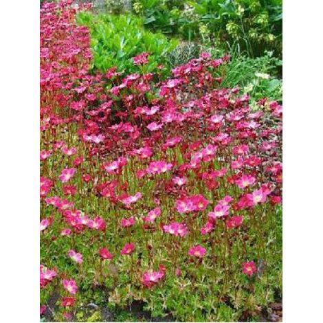 Saxifrage d'Arends 'Peter Pan' Godet de 8/9 cm (1/3)