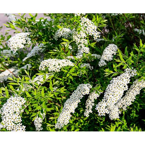 Gardenaria Spirea - Spiraea × cinerea 'Grefsheim' - Arbusto ornamentale da giardino - Altezza: 50/70 cm (vaso19) (1/5)