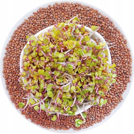 Rábano rosa de China - semillas para germinar 250 g (1/3)