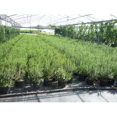 Gardenaria Myrtus communis 'Tarentina' - Arbusto ornamentale da giardino - Altezza: 40/60 cm (vaso19) (1/2)