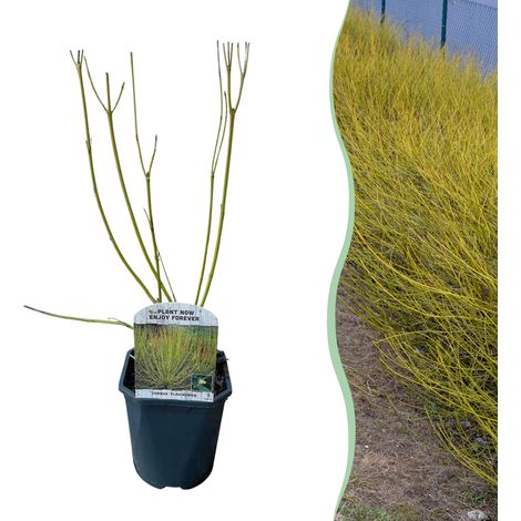 Arbuste Cornus alba Flaviramea Cornouiller à Branches Jaunes Décoratif Pot 17 cm Hauteur 45 cm - PANGIVO (1/5)
