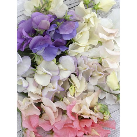 Pois de senteur 'Spring Sunshine On The Beach' le sachet de 30 graines (1,5g) (1/2)
