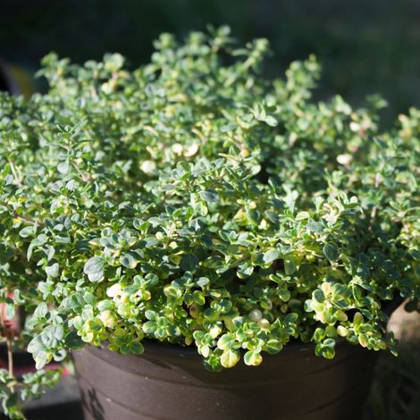 Thym citron en pot 1L – Plante aromatique pour cuisine – Période de plantation : Printemps – Production française