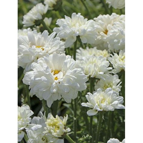 Marguerite 'Victorian Secret' Godet de 8/9 cm (1/3)