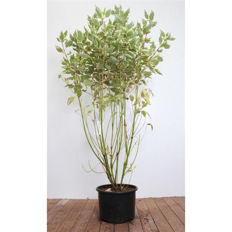 Hartriegel 'Elegantissima' Cornus alba 'Elegantissima' 10L 100- 125 (1/5)