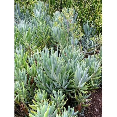 2 cuttings- Curio ficoides (big blue chalk sticks)