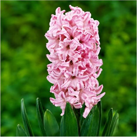 Jacinthe Fondant Sgaravatti 3 bulbes roses, floraison printanière parfumée pour massifs et jardinières - 617015 (1/3)