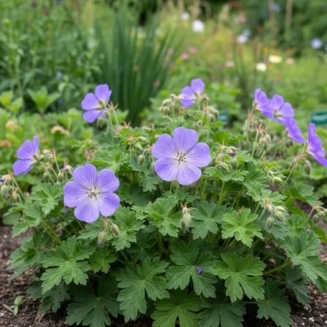 Géranium vivace Azure Rush/Lot de 9 godets