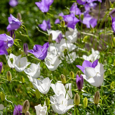 Bloomique - Lot de 6 - Campanula Carpatica White Clips - Campanule - Floraison abondante - Rustique - Vivace - Hauteur 10-20 cm - Pot 9 cm