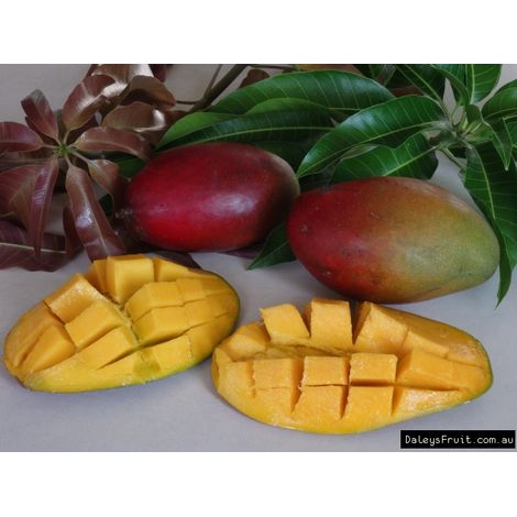 PIANTA DI MANGIFERA INDICA MANGO PALMER INNESTATA FOTO REALI H 140CM