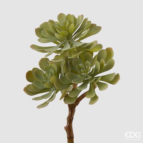EDG Ramo Succulent West Pick x 4 H 28 (1/2)