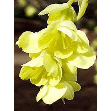 Corylopsis pauciflora Pot de 2L/3L (1/5)