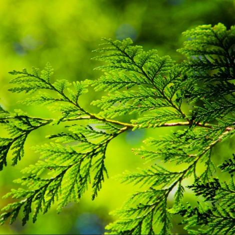 Pépinières Naudet – Thuya géant (Thuja plicata) – Godet 20/40cm – Feuillage persistant – Croissance rapide pour haies denses