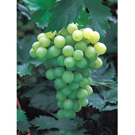 Vigne 'Champion' Pot de 2L/3L (1/2)
