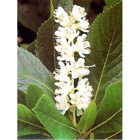 Clethra alnifolia Godet de 8/9 cm