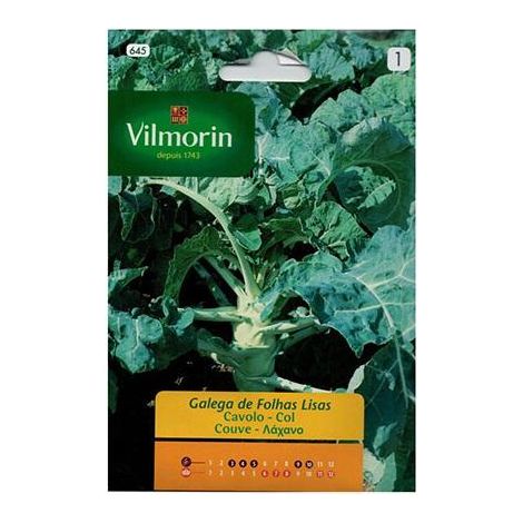 Galizische Samen aus glatten Blttern Vilmorin 8g