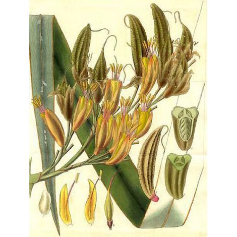 Lin de Nouvelle-Zélande Pot de 2L/3L