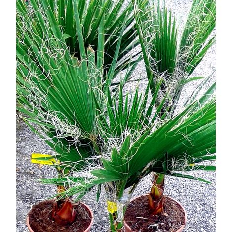 Planta de Palmera del Desierto Washingtonia Filifera. Altura Planta 50/60 Cm