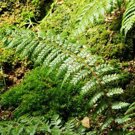 4 x Aspidie de Braun - Polystichum braunii  - godet 9x9 cm