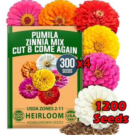 4er-Pack Zinnien & Dahlien Samen 1200 Stück – Erbstück, Bio, Nicht-GVO, Für Garten & Terrasse (1/5)