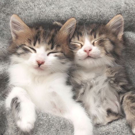 Duni Servietten Sleepy Cats 33 x 33 cm - 20er Pack