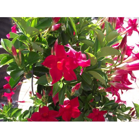DIPLADENIA ROSSA VASO 14CM