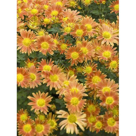 Chrysanthème des fleuristes 'Cottage Apricot' Pot de 2L/3L