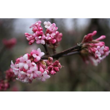 Gardenaria Viburno - Viburnum 'Bodnantense Dawn' - Arbusto ornamentale da giardino - Altezza: 50/70 cm (vaso19) (1/4)