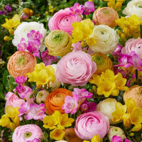 Renoncules et Freesias - Renoncules et Freesias - 50 pièces - Bulbes de fleurs - Multicolores - Bulbes de fleurs