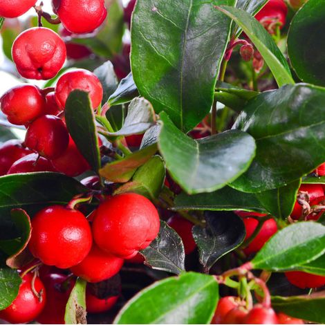 GAULTHERIA ROSSA IN VASO DA 12CM