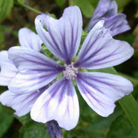 4 x Grande mauve  - Malva sylvestris 'Marina'  - godet 9x9 cm