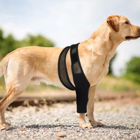Due supporti per zampe anteriori e posteriori del cane, protezioni per zampe di animali domestici, taglia M. (1/4)