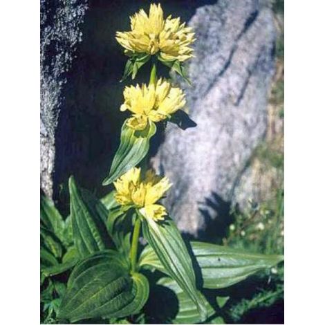 Grande gentiane, gentiane jaune Godet de 8/9 cm