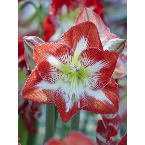 Amaryllis 'Minerva' Bulbe calibre 26/28 (1/2)