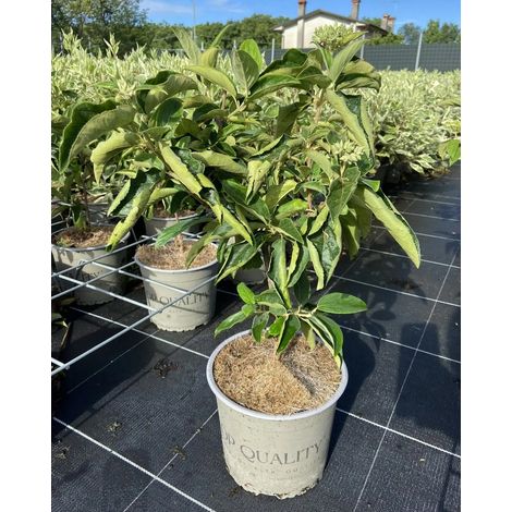 Gardenaria Viburno - Viburnum 'Macrocephalum' - Arbusto ornamentale da giardino - Altezza: 50/70 cm (vaso19) (1/5)