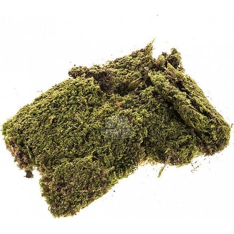 MUSCHIO NATURALE A TAPPETO PER PRESEPE 90 GR