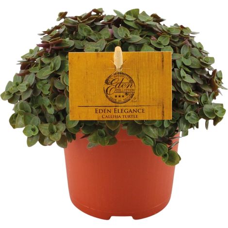 Callisia Turtle - Plante d'Intérieur Retombante Décorative - Pot Ø10,5 cm - Hauteur 15 cm - PANGIVO (1/5)