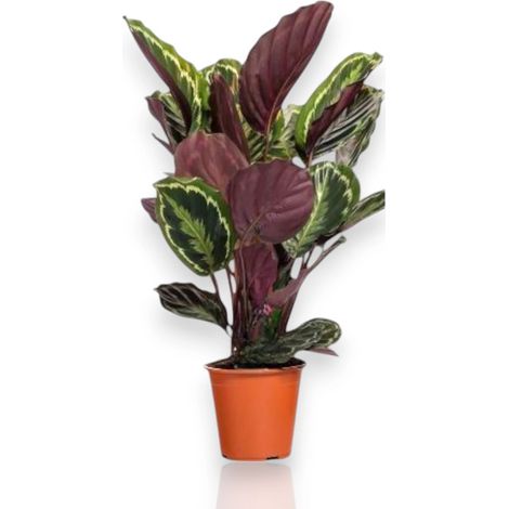 Gardenaria Calathea 'Medallion' - Pianta da interno ornamentale - Altezza: 50 cm (vaso 14) (1/5)