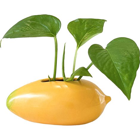 Vase Ceramique Hydroponie Mangue Decoration Bureau Living Stabilisant Emotion ManoMango (1/5)