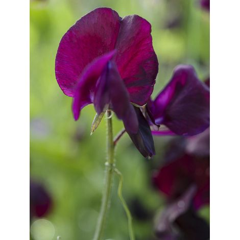 Pois vivace 'Beaujolais' Graines (1/2)