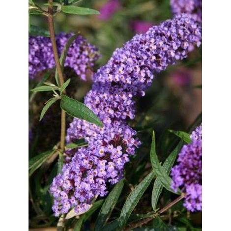Arbre aux papillons 'Nanho Blue' Pot de 3L/4L (1/3)
