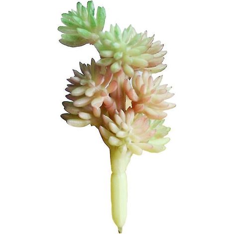 1 plante succulente non en pot (1/3)