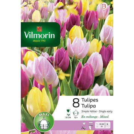Vilmorin Tulipe Simple Hâtive en Mélange (x8) (1/2)