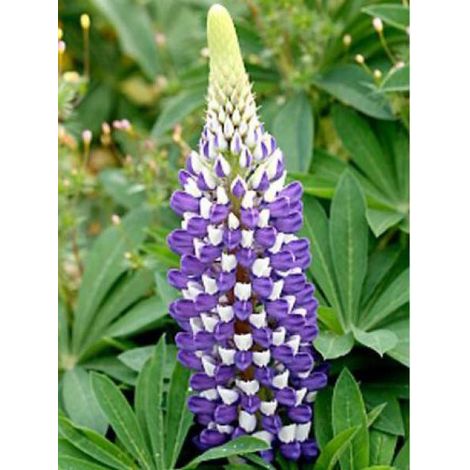 Lupin 'Gallery Blue' Godet de 8/9 cm