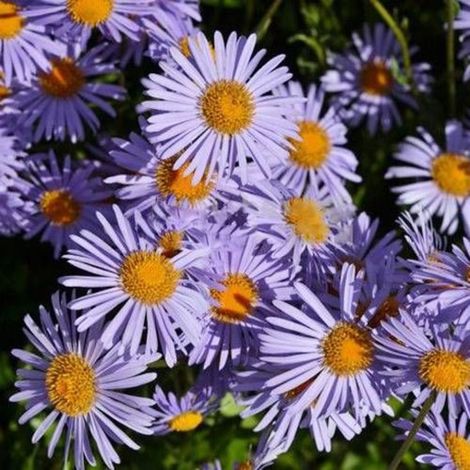 Aster de printemps Napsbury/Lot de 5 godets