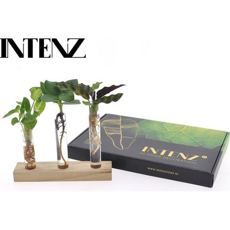 Hydroponia Plante Hydroponique Décorative Format Boîte aux Lettres Ø 7 cm Hauteur 10 cm - PANGIVO