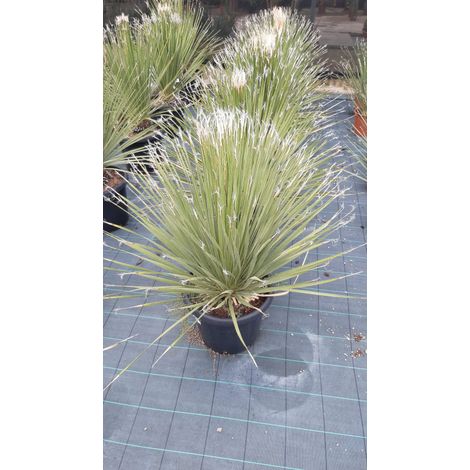 Dasylirion Serratifolium