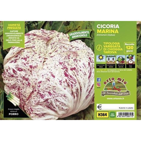 ORTO MIO Radicchio Variegato di Chioggia Tardivo var. Marina (1/2)